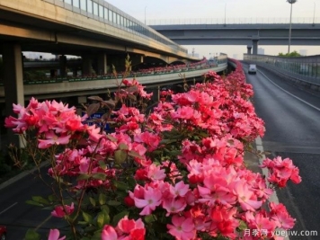 30万株新品种，杭州高架月季会带来什么样的惊喜？