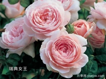 100种月季玫瑰品种图鉴大全，你认识有没有超过10个？