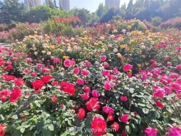 郑州月季公园40万株月季竞相绽放，感受花漾生活