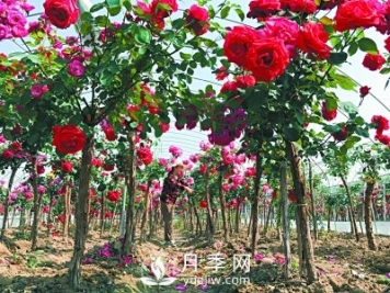 新品“月季树”为北京市花添色彩，居然引种自南阳内乡